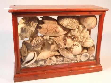 A 19thC mahogany finish glazed display case with a collection of shells and coral