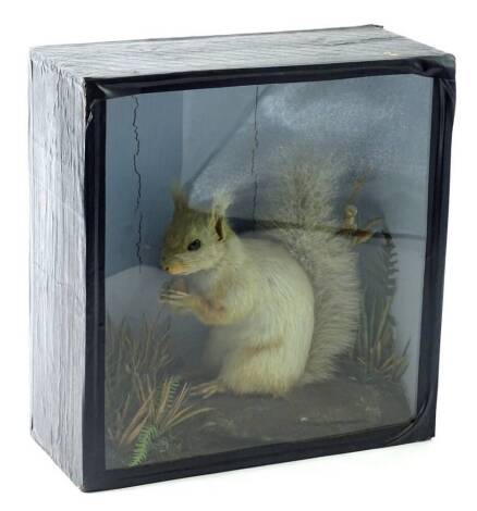 A taxidermied red squirrel, in ebonised case, 31cm W.