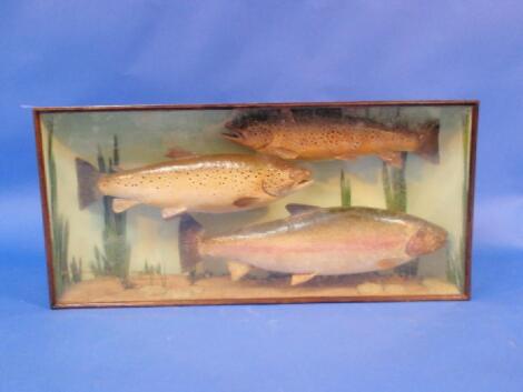 Taxidermy - 2 brown trout and a rainbow trout