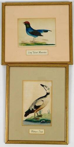 F P Nodder. Eastern Duck, 19cm x 12xm, and a Longtail Mannakin, bird book plates. (2)