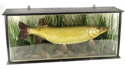 A taxidermied pike, in naturalistic setting with ebonised and glazed case, label to reverse pike 17½ pounds caught by H. Adcock of the City Transport A.C. at Grantham, 99cm W.