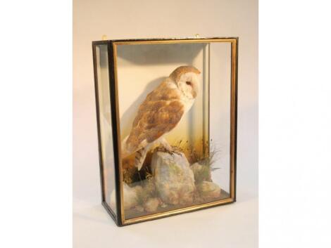 A taxidermy case of a barn owl perched on a rock