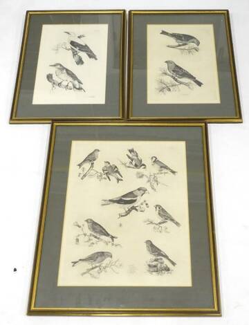 A collection of 19thC engravings, each depicting birds, to include bullfinch's, other finch's, the oriole, etc., in three frames, the largest 55cm x 40cm, to the plate mark.