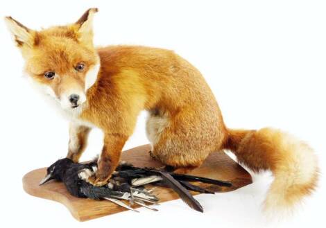 A 20thC taxidermy study, of a fox guarding a dead magpie, on wooden plinth, 45cm H.