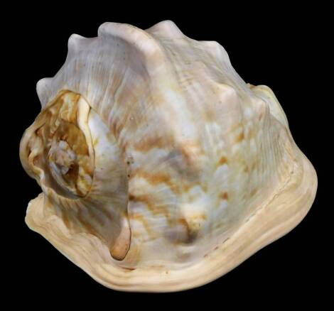 A large nacre type shell, 10cm H.