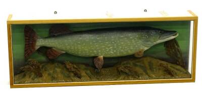 A taxidermied pike, in glazed hardwood case, inscription to front, stating "Pike weighed 22lbs, caught by S.R Allen at Charlton Gravel pit, November 12th 1966", 120cm W.