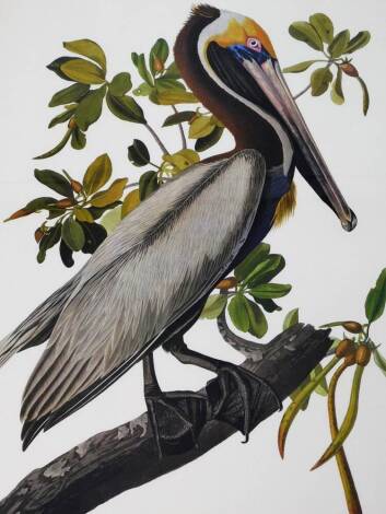 After Audobon. Brown Pelican, enlarged print, 93cm x 58cm.