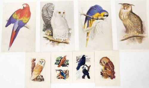 After Tunnicliffe. Birds, owl, kingfisher, etc. prints, 25.5cm x 16cm, etc. (a quantity contained in a folio)