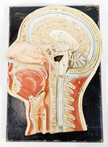 An early 20thC carved wooden cross section phrenology head, side profile showing various numbered sections on a wooden back, 34cm H, 23cm W, 6cm D.