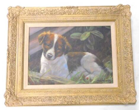 John Trickett (b.1952). Spaniel puppy, oil on canvas, 24.5cm x 34cm.