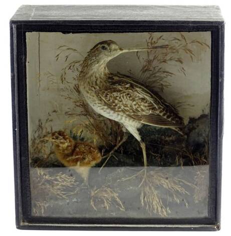 A 20thC taxidermy case group of two birds, curlew and chick, in naturalistic setting, in glazed fronted case, 24cm H, 26cm W.