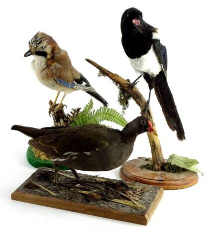 A taxidermy figure of a moor hen, on naturalistic base, 27cm W, another of a magpie and a jay. (3)