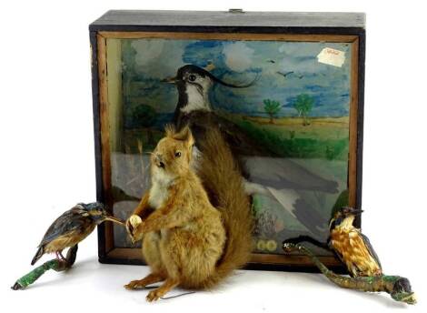 A 20thC taxidermy group of two kingfishers, a squirrel, 17cm H, and a further cased bird study. (3)