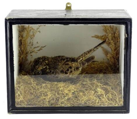 A 20thC taxidermy study of a nightjar, in naturalistic setting, glazed case, 19cm H, 28cm W.