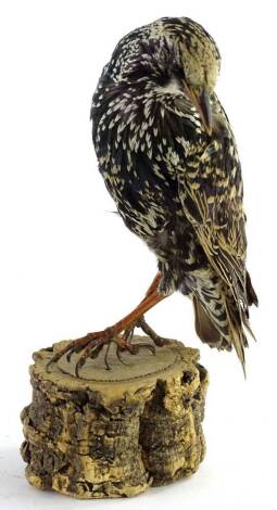 A taxidermy study of a starling, on tree bough base, 20cm H.