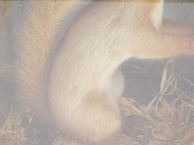 Taxidermy. A pair of red squirrels, one holding a nut, on a naturalistic ground, cased, 38cm H, 43.5cm W, 18cm D. - 3