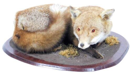 A 20thC taxidermy study of a fox, recumbent, on wooden base, 54cm W.