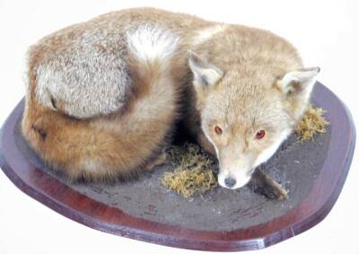 A 20thC taxidermy study of a fox, recumbent, on wooden base, 54cm W. - 2