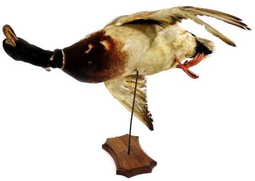 A 20thC taxidermy study of a mallard in flight, on a metal stem and wooden base, 55cm W.