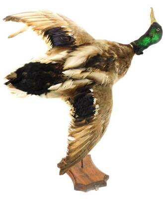 A 20thC taxidermy study of a mallard in flight, on a metal stem and wooden base, 55cm W. - 2