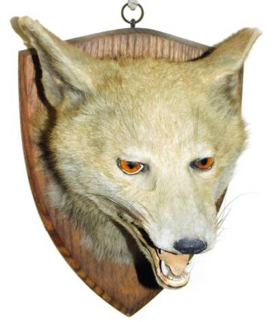 A mid 20thC taxidermy fox mask, on oak shield back, 27cm H.