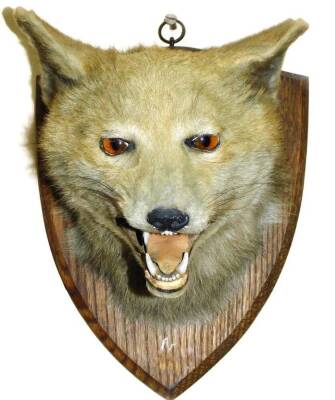 A mid 20thC taxidermy fox mask, on oak shield back, 27cm H. - 2