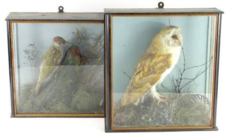 Two early 20thC taxidermied birds, a woodpecker, ebonised glazed case, 37cm W, and a barn owl.