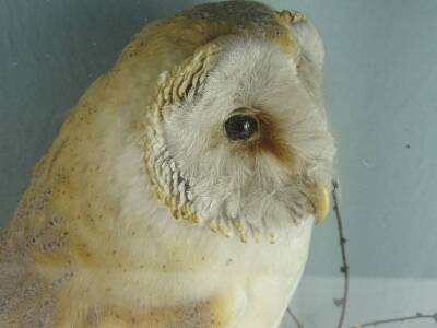 Two early 20thC taxidermied birds, a woodpecker, ebonised glazed case, 37cm W, and a barn owl. - 2