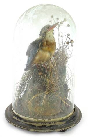 A taxidermied kingfisher, in a glass dome, 26cm H.