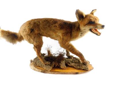 Taxidermy. A figure of a fox, modelled standing, head raised, mounted on a naturalist wooden base, 48cm H, 81cm W.