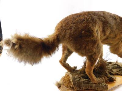 Taxidermy. A figure of a fox, modelled standing, head raised, mounted on a naturalist wooden base, 48cm H, 81cm W. - 3