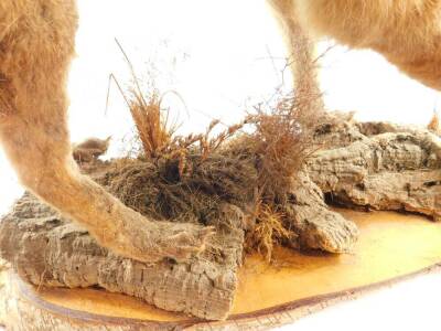 Taxidermy. A figure of a fox, modelled standing, head raised, mounted on a naturalist wooden base, 48cm H, 81cm W. - 4