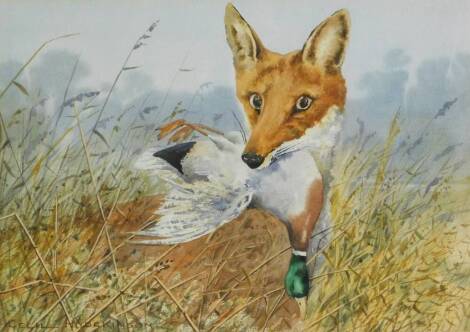 Cecil Hodgkinson (British, 1895-1979). A fox and mallard in the marshes, watercolour, signed, 24cm x 34cm.