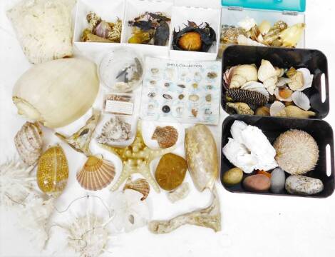 Various shells, sea life, crustaceans, large type shell, 23cm W, various other shell collections on card backs, etc. (a quantity)