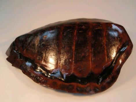 A turtle carapace, 70cm