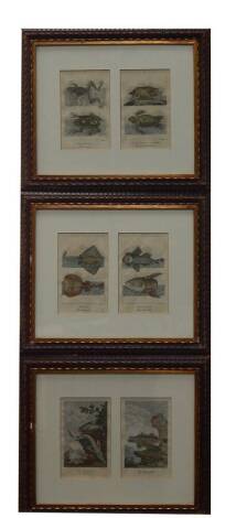English School (early 19thC). Six studies of fish and amphibians, framed as three hand coloured copper engravings, by Horner, comprising The Sturgen & The Mystus, The Flying Fish, The Bull Frog and The Pipil, The Sea Tortoise and The Land Tortoise, The Ra