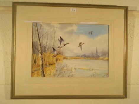 Cecil Hodgkinson (1895-1979). Mallard ducks over water