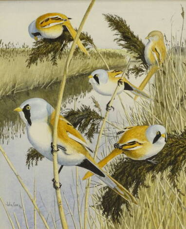 •John Cox (20thC British). Study of five Bearded Tits on reeds on the banks of a river, watercolour, signed and dated 1994, 21.5cm x 17.5cm.