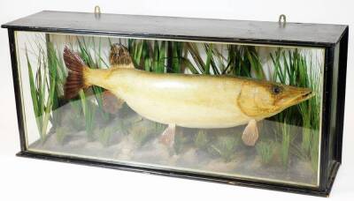 An early 20thC Taxidermy specimen of a pike, (Esox Lucius) in a naturalistic setting amid reeds, with ebonised and glazed case, bearing label, inscribed Pike 17½ lbs caught by H Adcock of The City Transport A.C at Grantham, 99cm x 43cm x 25cm.