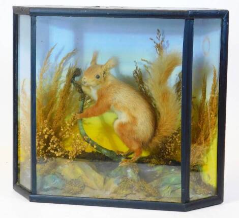 An early 20thC taxidermy group, of a squirrel on a tree bough in naturalistic setting, in a three part glazed and partially ebonised case, 39cm high, 44cm wide, 14cm deep.