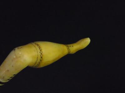 A 19thC whale bone walking cane, the partially fluted shaft with baleen washers, the sperm whale tooth handle carved as a Victorian lady's leg, 85.5cm high. - 3