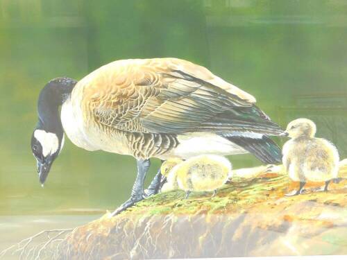 Norman Rossiter (British, b.1950). Canada goose and two goslings, watercolour, signed, dated 1996, 43cm high, 59cm wide.