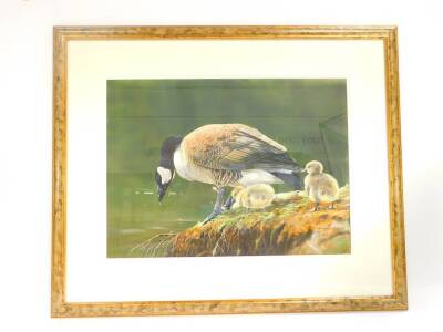 Norman Rossiter (British, b.1950). Canada goose and two goslings, watercolour, signed, dated 1996, 43cm high, 59cm wide. - 2