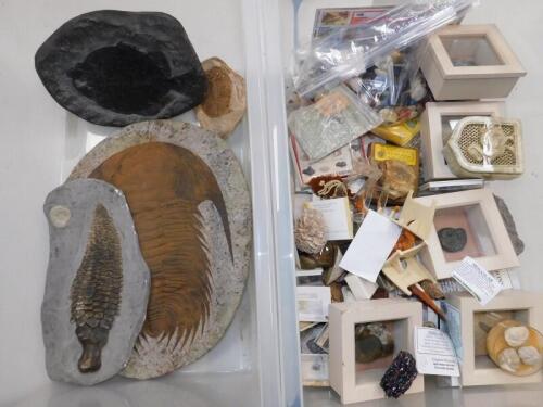 Trilobite fossil replicas, and other replica fossil specimens, polished hard stone, etc. (quantity)