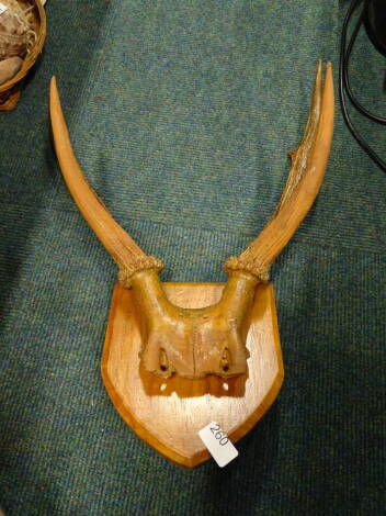 A set of mounted antlers.