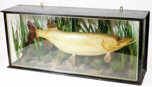 An early 20thC taxidermy specimen of a pike, in a naturalistic setting amid reeds, with ebonised and glazed case, bearing label inscribed 'Pike 17½ lbs caught by H Adcock of The City Transport A.C at Grantham', 99cm x 43cm x 25cm.