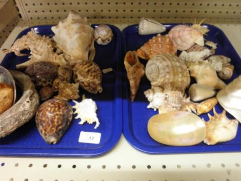 A large quantity of exotic shells - two trays