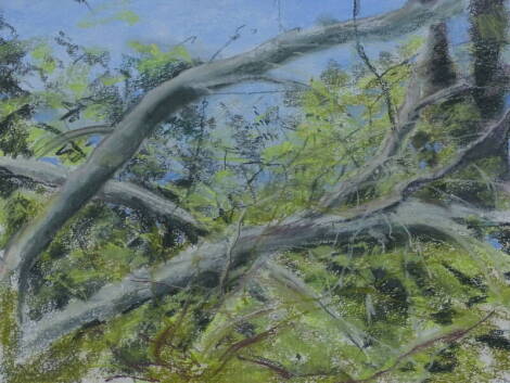 Noreen Grant (British). Tree Branches, pastel, 36cm x 45cm. Provenance: Louise Pickering Fine Art.