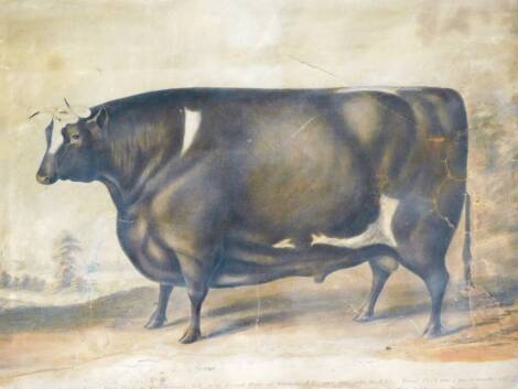 The Thorney Prize Ox. A 19thC print, with title, 44cm x 59cm. (AF)