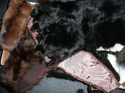 A group of fur collars and black fox muff